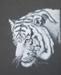 White Tiger